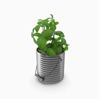 گل آپارتمانی فیکوس الاستیکا بلک